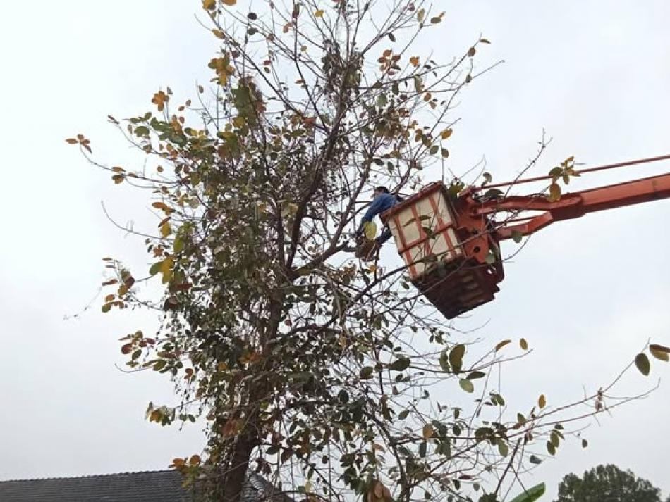 วันพฤหัสบดีที่ 26 กุมภาพันธ์ 2569 พันเอก (พิเศษ) ทวีศักดิ์  สมพงษ์ นายกเทศมนตรีตำบลบ้านจั่น มอบหมายให้งานป้องกันและบรรเทาสาธารณภัยเทศบาลตำบลบ้านจั่น ปรับปรุงภูมิทัศน์ / ตัดแต่งกิ่งไม้ / ตัดต้นไม้ / ตัดเถาวัลย์ ออกจากแนวสายไฟ        เพื่อลดปัญหาไฟฟ้าขัดข้องจากสาเหตุต้นไม้พาดเกี่ยวสายไฟฟ้า และยื่นล้ำแนวสายไฟ ในเขตพื้นที่เทศบาลตำบลบ้านจั่น